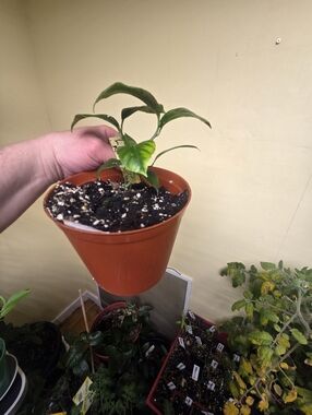 Lemon Meyer Tree Seedling Live Plant Well Rooted